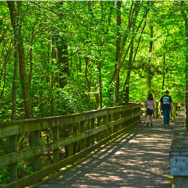 Boardwalk through forest at Reed Bingham