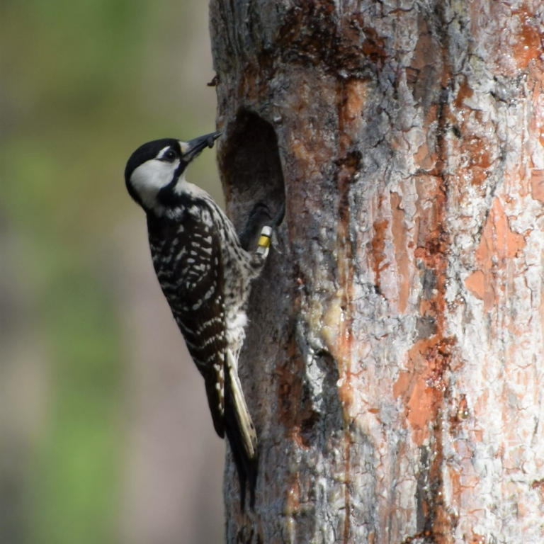 A small, black-and-white woodpecker clings to a longleaf pine tree with banded legs