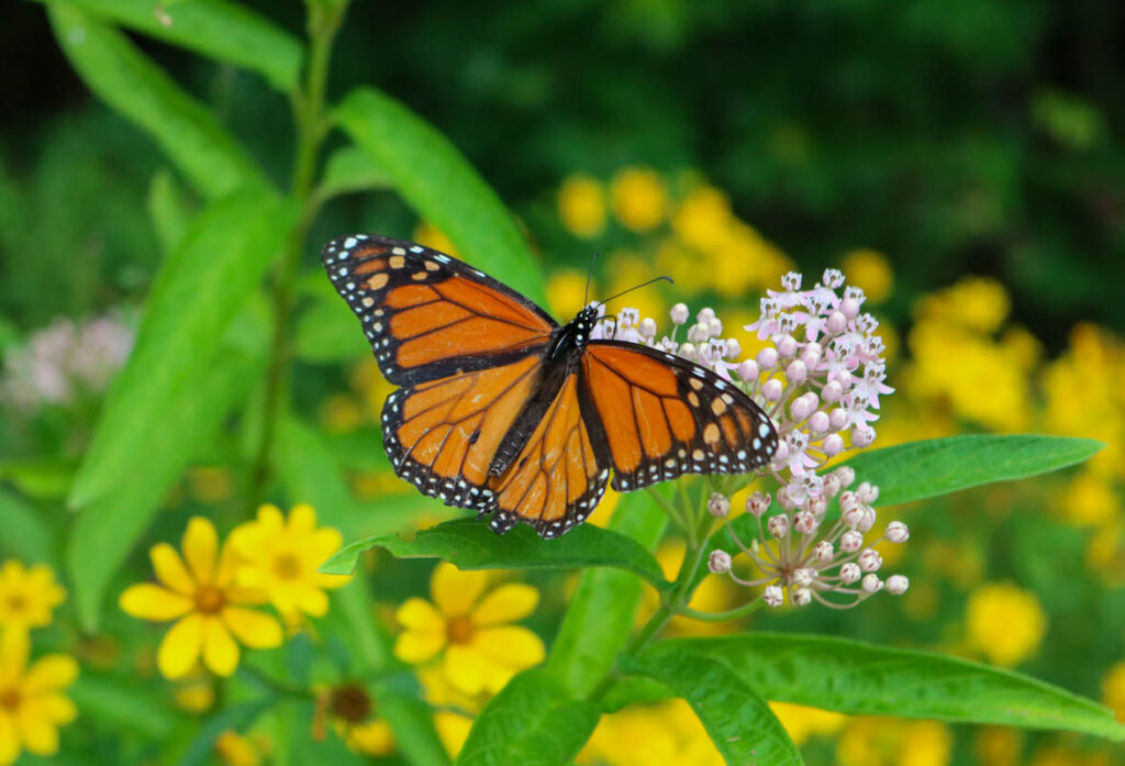 SaraMicklos DiscoveryParkAtTheRiverline Monarch2