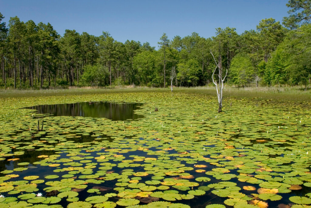 Lake Seminole at Seminole State Park © Photo Courtesy of Georgia State Parks and Historic Sites