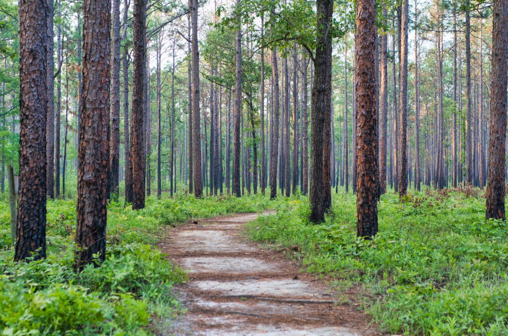 Seminole State Park Photo Courtesy of Georgia State Parks and Historic Sites