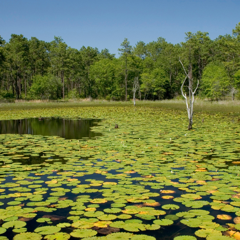 Seminole State Park lake with water lotus