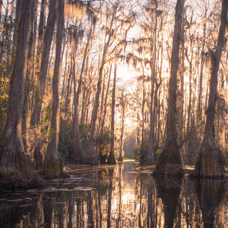 Stephen C Foster park with sun coming through the cypress swamp