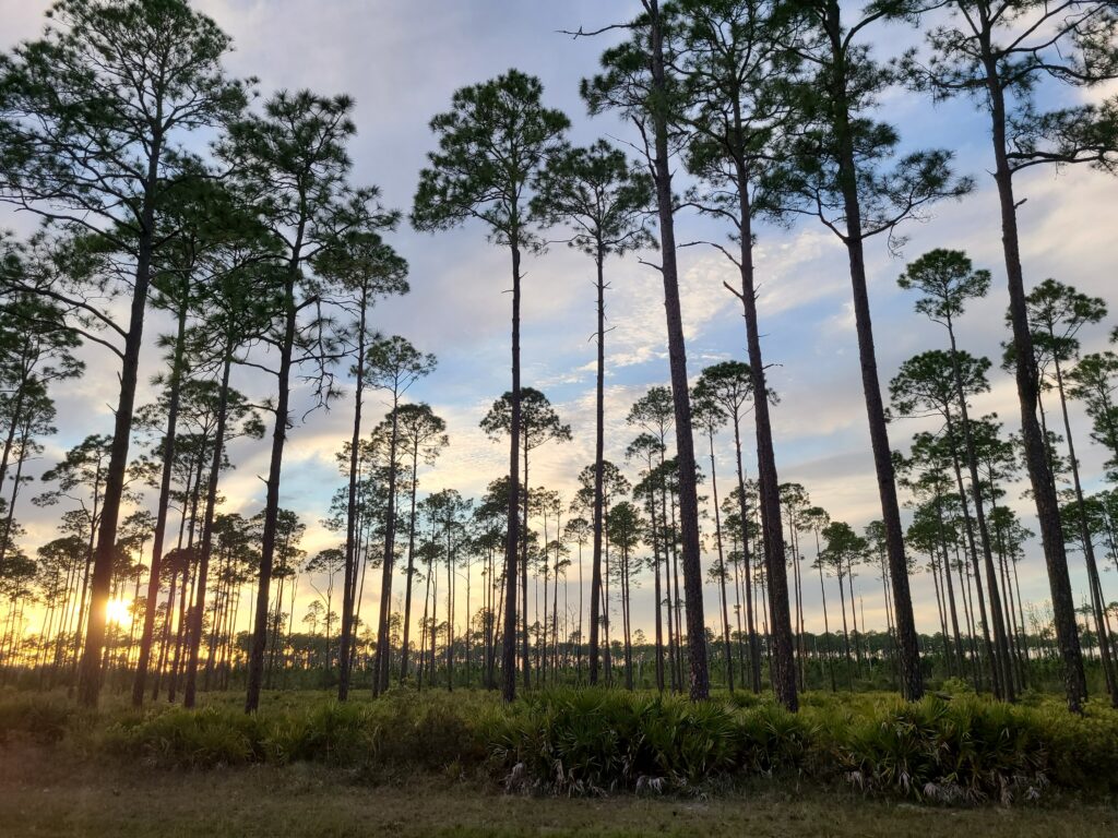 Stephen C. Foster State Park Adam Betuel
