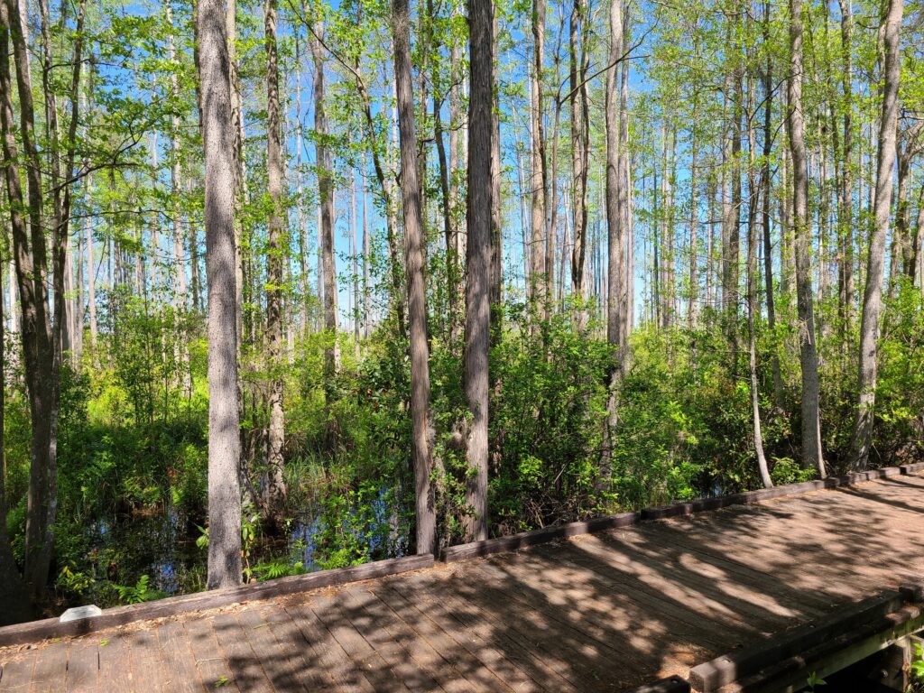 Stephen C. Foster State Park Adam Betuel