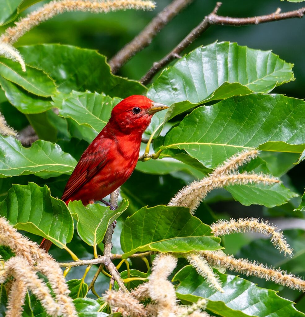Summer Tanager Hyde Farm May 2025 Marietta Don Kopanoff