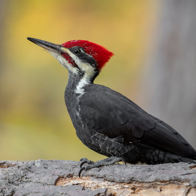 A large woodpecker with a red mohawk and mustache