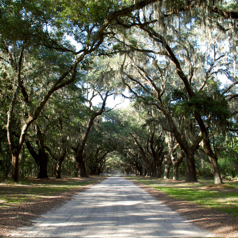Live-oak lined road at Wormsloe