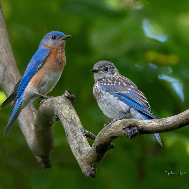 Bluebirds at Green Meadows Preserve