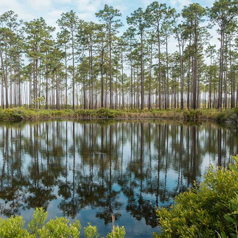Okefenokee swamp tn